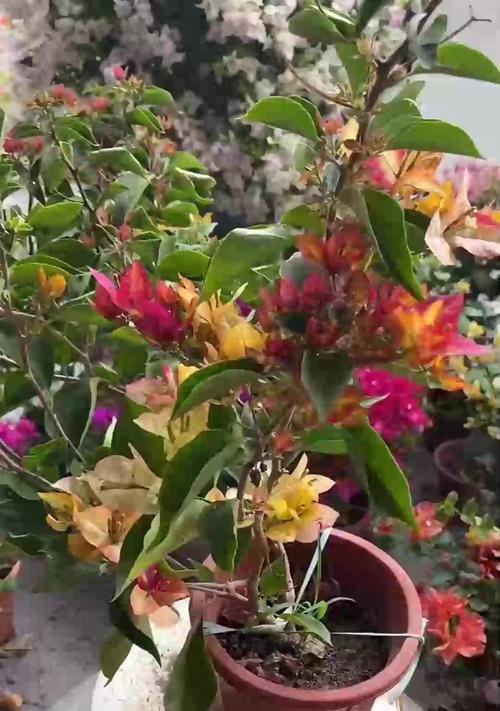 如何促进三角梅多开花？
