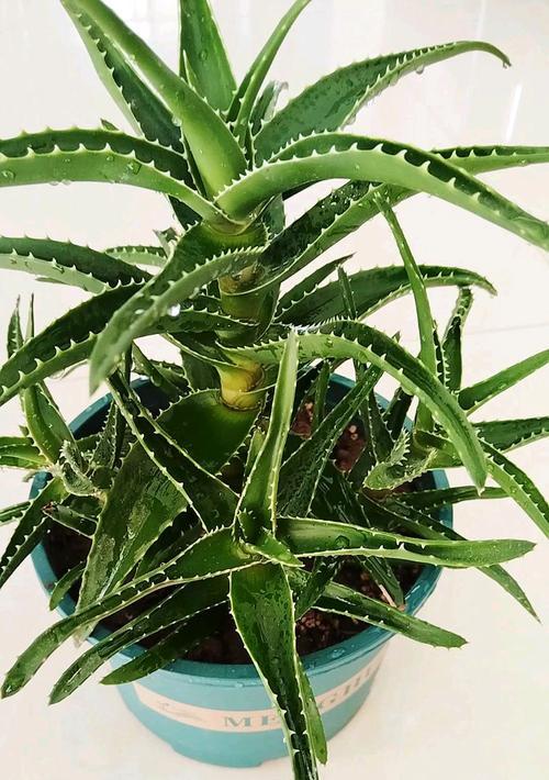 冬季芦荟的养护要点是什么？