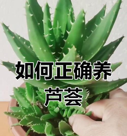 冬季芦荟的养护要点是什么？