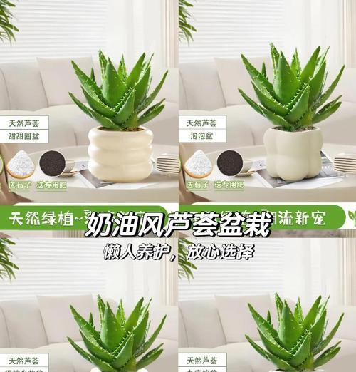冬季芦荟的养护要点是什么？