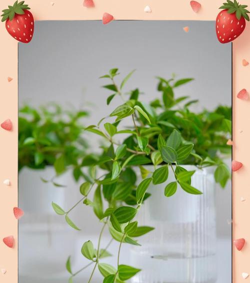 钻石翡翠植物的养殖技巧和注意事项有哪些？