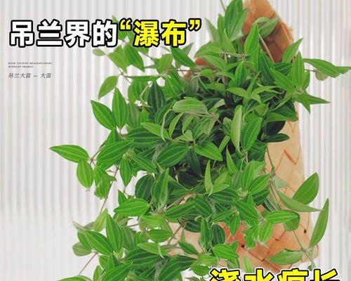 钻石翡翠植物的养殖技巧和注意事项有哪些？