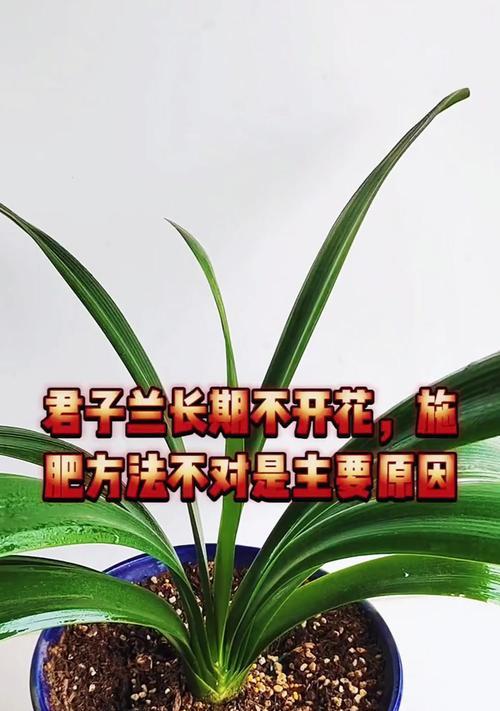 盆栽君子兰施肥的正确方法是什么？