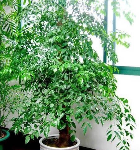 富贵树开花意味什么？富贵树的养护和繁殖要点是什么？