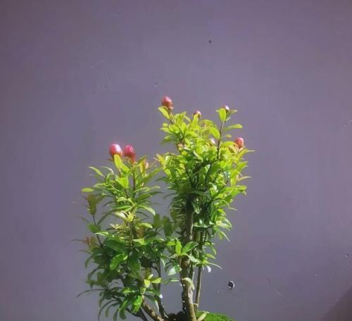 富贵树开花意味什么？富贵树的养护和繁殖要点是什么？