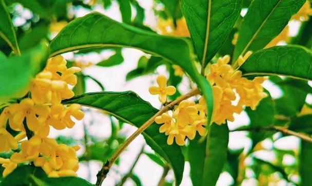 富贵树开花意味什么？富贵树的养护和繁殖要点是什么？