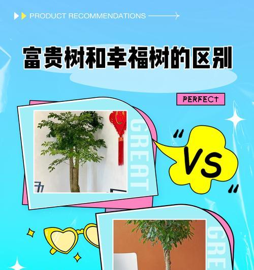富贵树的养殖方法和注意事项？