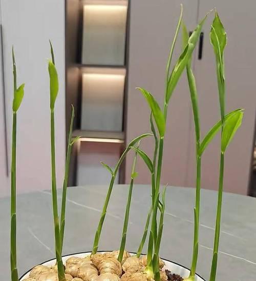盆栽姜的正确步骤有哪些？