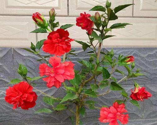 扶桑花嫁接的步骤和技巧是什么？