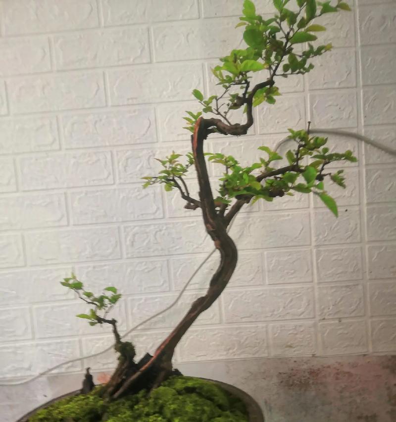 微观盆景制作方法有哪些？