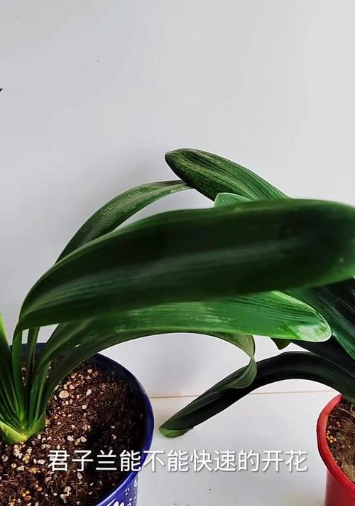 君子兰的种植技巧有哪些？如何让君子兰生长得更茂盛？
