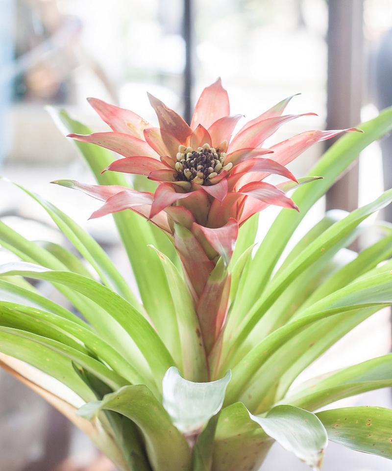 君子兰的种植技巧有哪些？如何让君子兰生长得更茂盛？