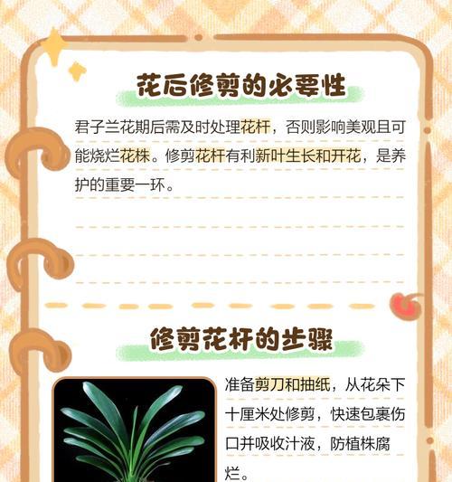 君子兰的种植技巧有哪些？如何让君子兰生长得更茂盛？