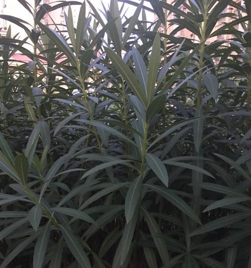 夹竹桃有哪些用途？夹竹桃的毒性如何处理？