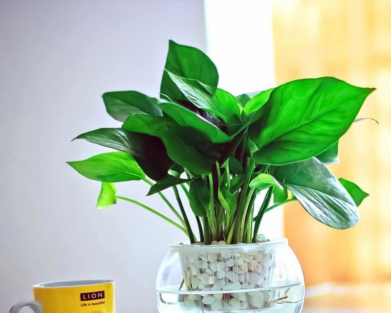 哪些室内植物能吸收甲醛？绿植吸甲醛的效果如何？