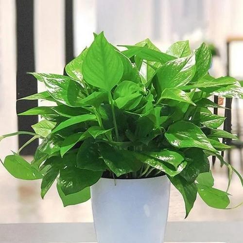 哪些室内植物能吸收甲醛？绿植吸甲醛的效果如何？
