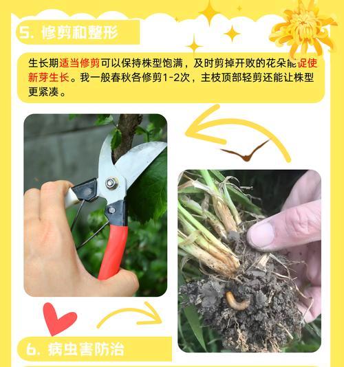 菊花的栽种方法和注意事项是什么？