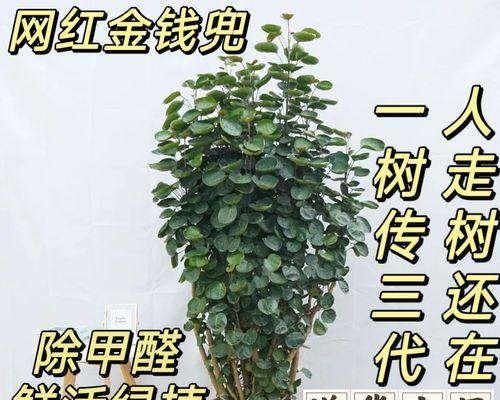 去甲醛的花有哪些？哪些植物能有效吸收甲醛？