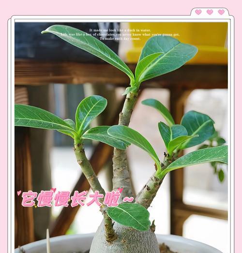 沙漠玫瑰嫁接的最佳时机和方法是什么？
