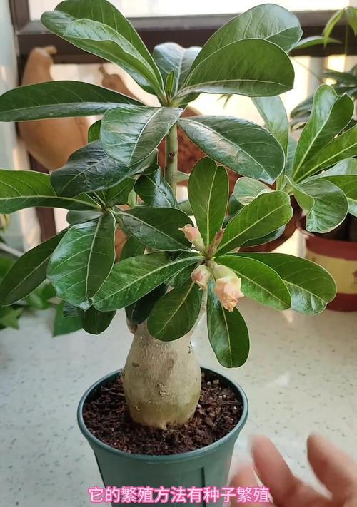 沙漠玫瑰嫁接的最佳时机和方法是什么？