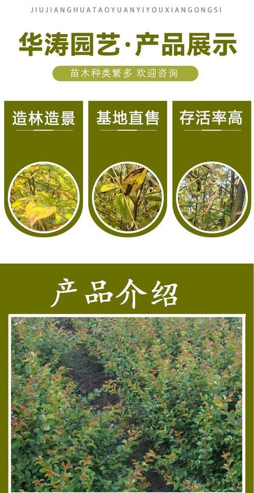 紫薇修剪的最佳时机和方法是什么？