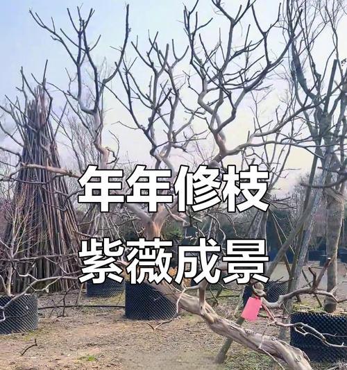 紫薇修剪的最佳时机和方法是什么？