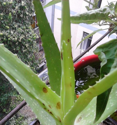 芦荟烂根了怎么办？有效的处理和预防措施是什么？