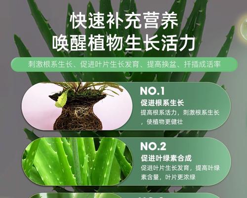芦荟烂根了怎么办？有效的处理和预防措施是什么？