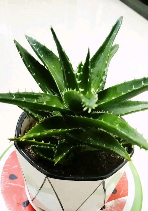 芦荟烂根了怎么办？有效的处理和预防措施是什么？