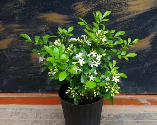七里香种植的步骤和注意事项是什么？