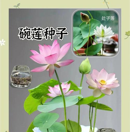 碗莲养殖需要注意哪些事项？