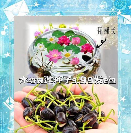 碗莲养殖需要注意哪些事项？