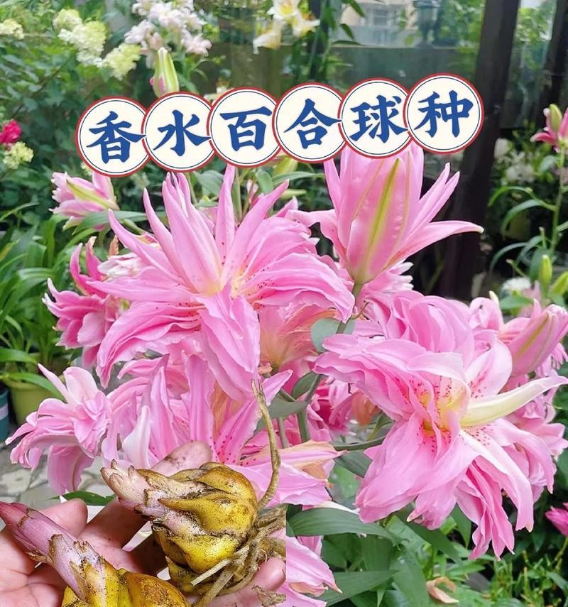 百合种球的正确养殖方法是什么？