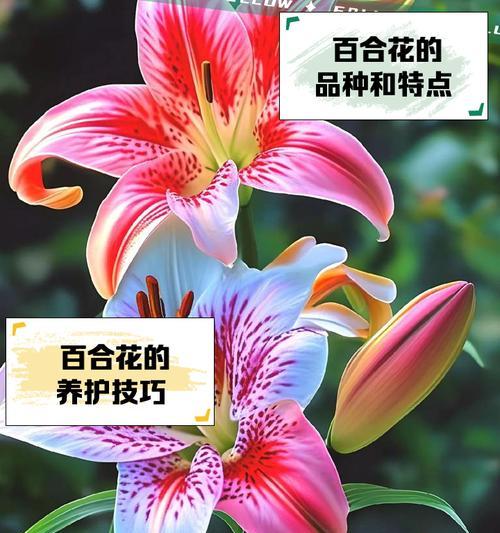 进口花的品种大全有哪些？进口花品种大全如何分类？