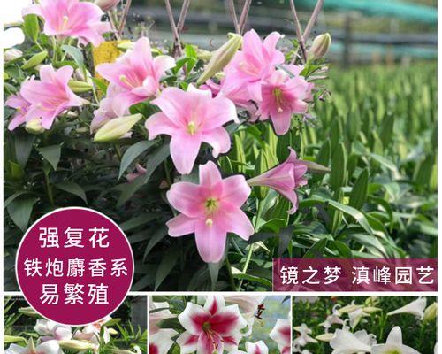 进口花的品种大全有哪些？进口花品种大全如何分类？