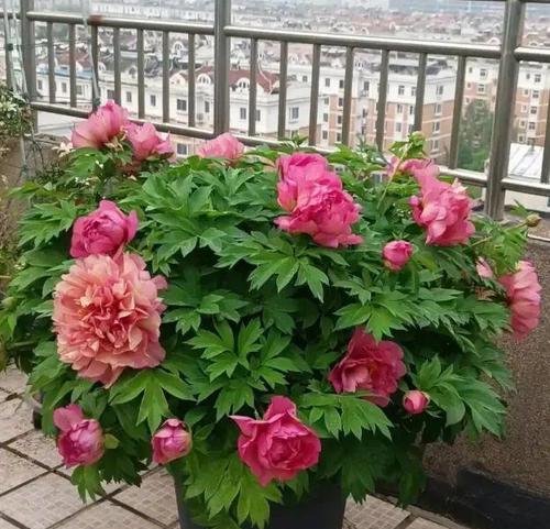 牡丹种植土壤选择？牡丹最适宜的种植土是什么？
