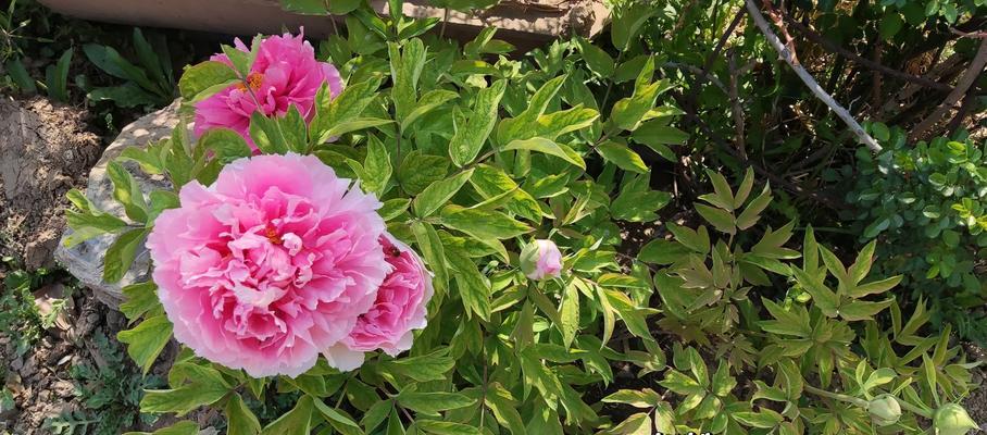 牡丹种植土壤选择？牡丹最适宜的种植土是什么？
