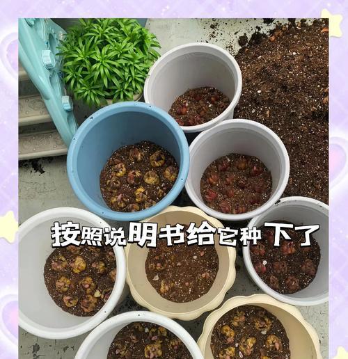 百合种球繁殖的正确步骤是什么？