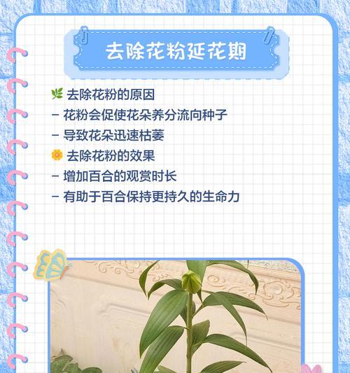 百合的培育方法和繁殖技巧是什么？