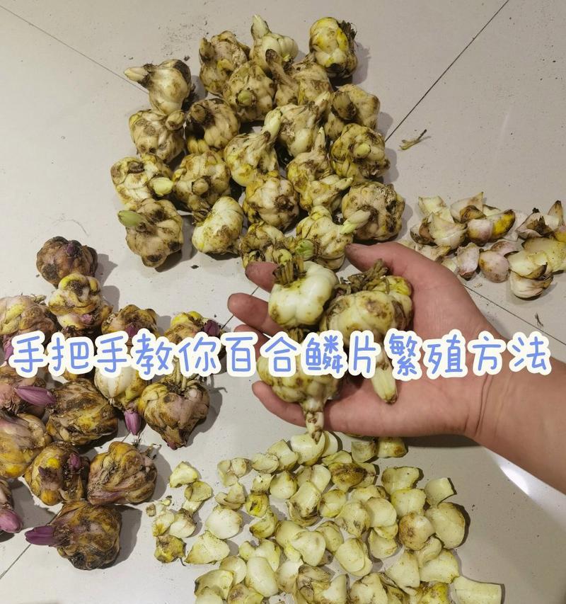 百合的培育方法和繁殖技巧是什么？