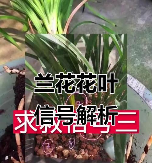 兰花叶子发黄的原因及解决办法？