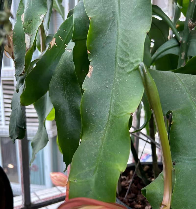 昙花叶子发黄的处理方法是什么？