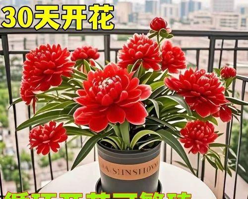 月月开花的植物有哪些？