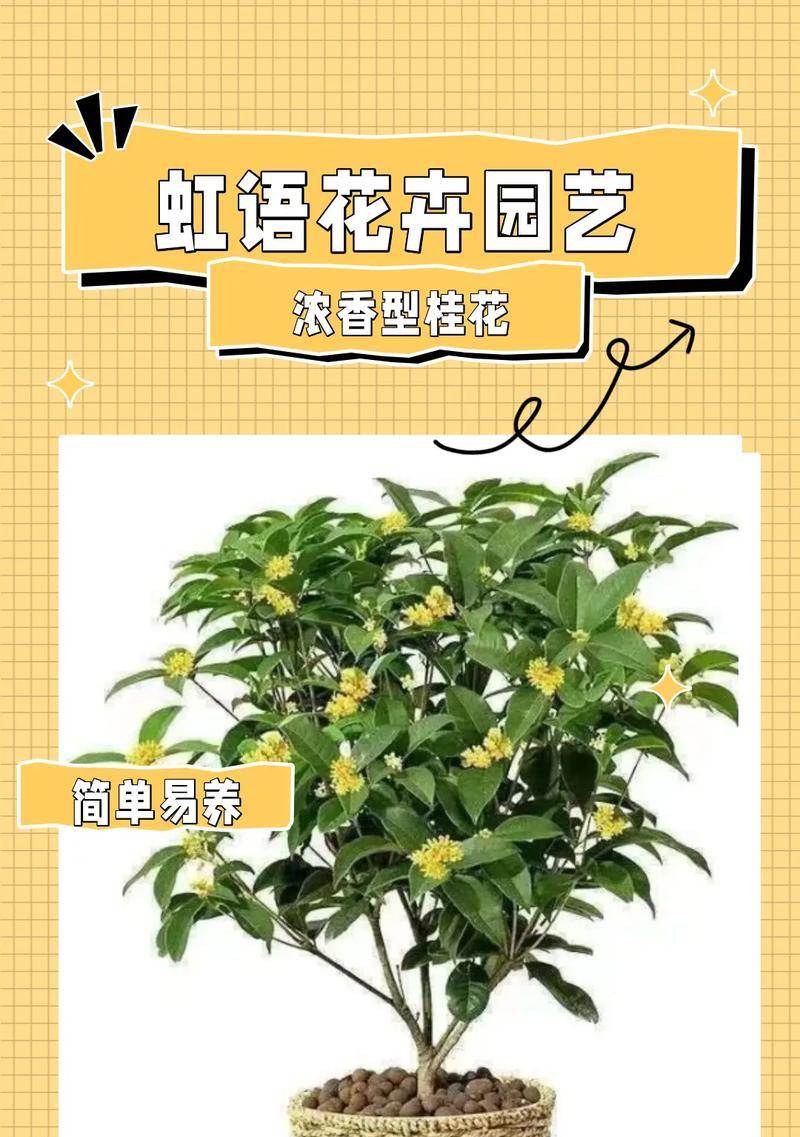 桂花怎么养殖？养殖桂花有哪些常见问题？