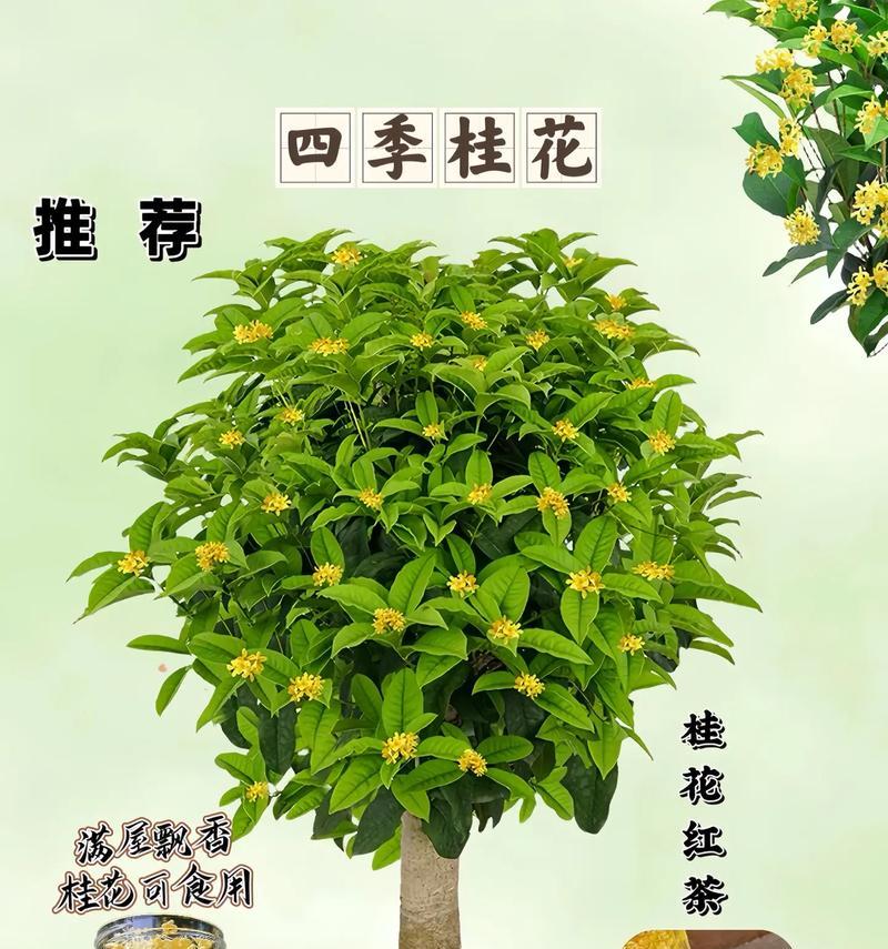 桂花怎么养殖？养殖桂花有哪些常见问题？