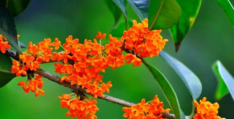 桂花怎么养殖？养殖桂花有哪些常见问题？