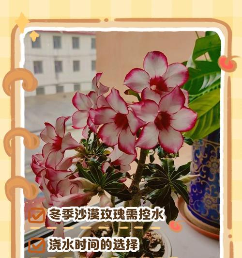 鹅掌藤浇水的正确方法是什么？