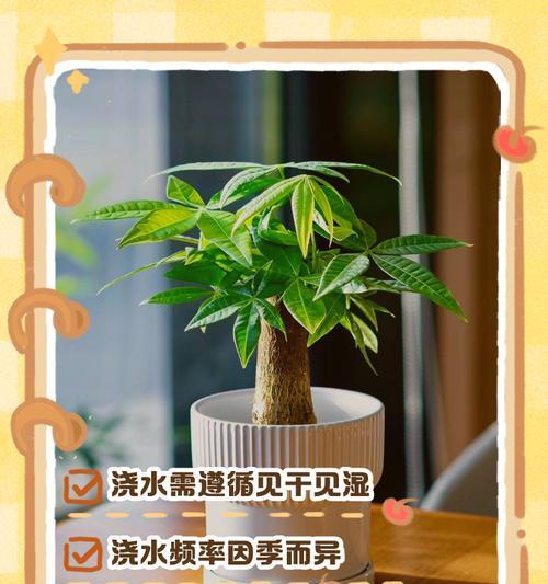 鹅掌藤浇水的正确方法是什么？