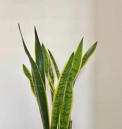 虎皮兰开什么花？它的开花周期是多久？