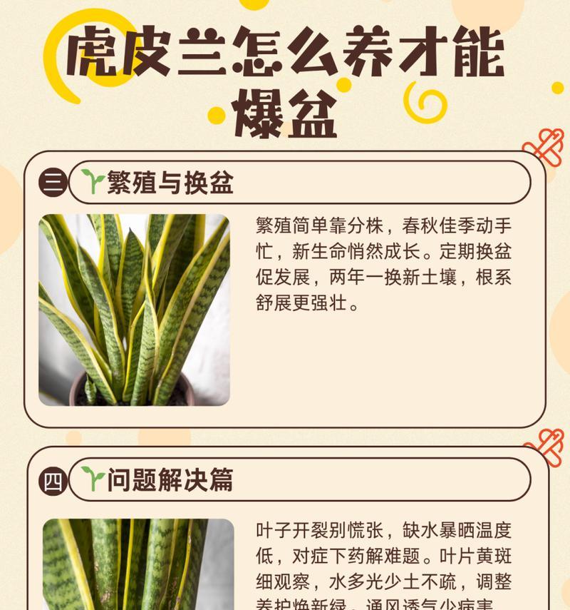 虎皮兰开什么花？它的开花周期是多久？